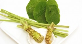 Củ Mù tạt tươi (Wasabi Root) 