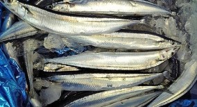 Cá Thu đao Sanma Nhật Bản