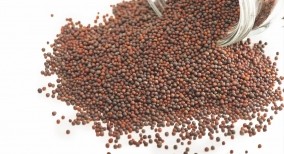 Hạt mù tạt Mustard Seeds