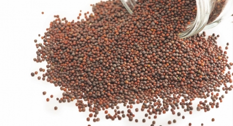 Hạt mù tạt Mustard Seeds