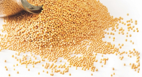 Hạt mù tạt vàng yellow mustard seeds